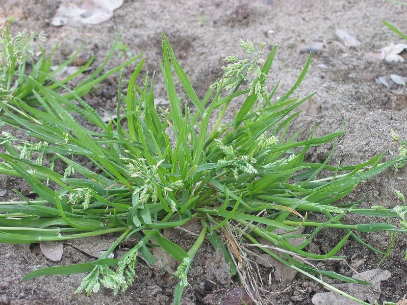 Poa annua crecida