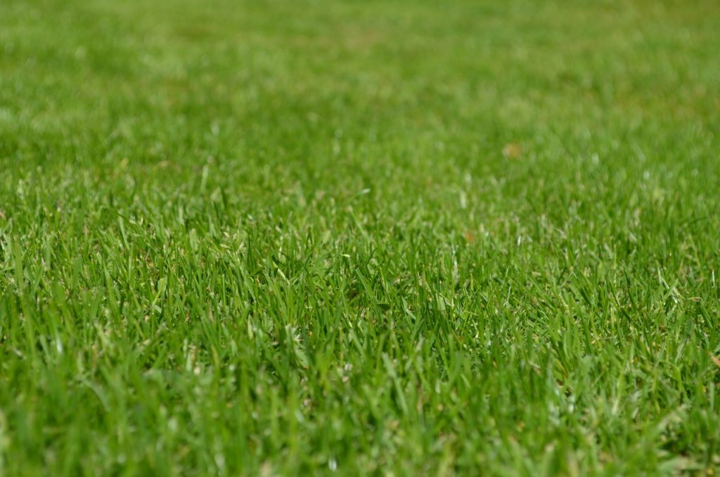 El césped de raygrass es todoterreno