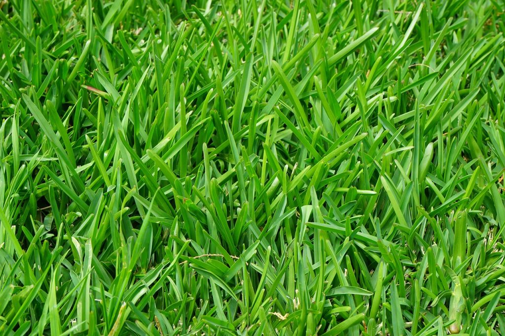 El raygrass es un césped todoterreno