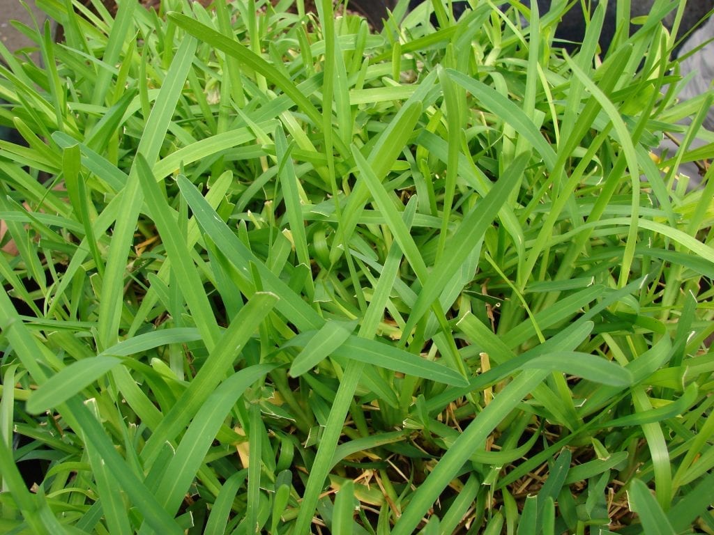 Grama americana: cultivo y cuidados del San Agustín