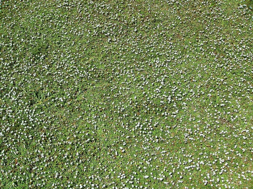 Lippia nodiflora