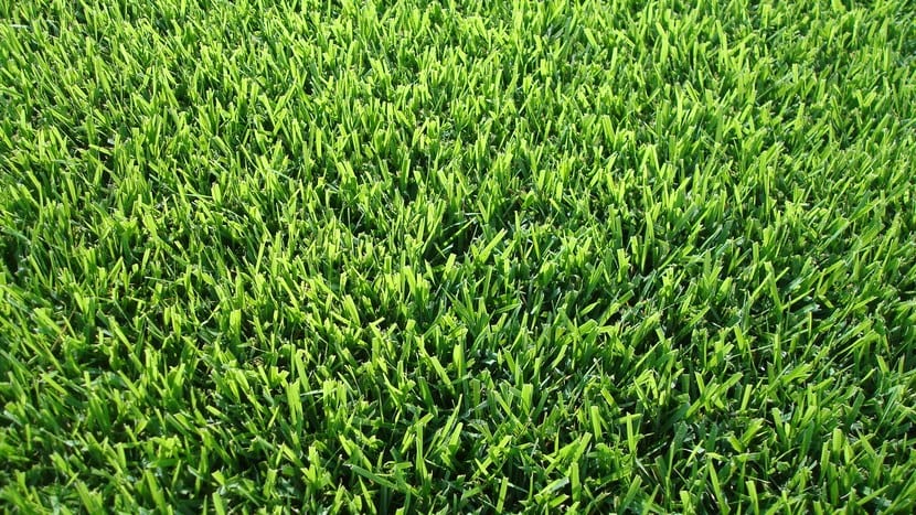Zoysia japónica