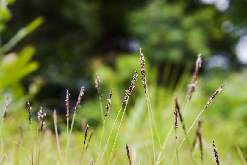 Vista de la Zoysia japonica