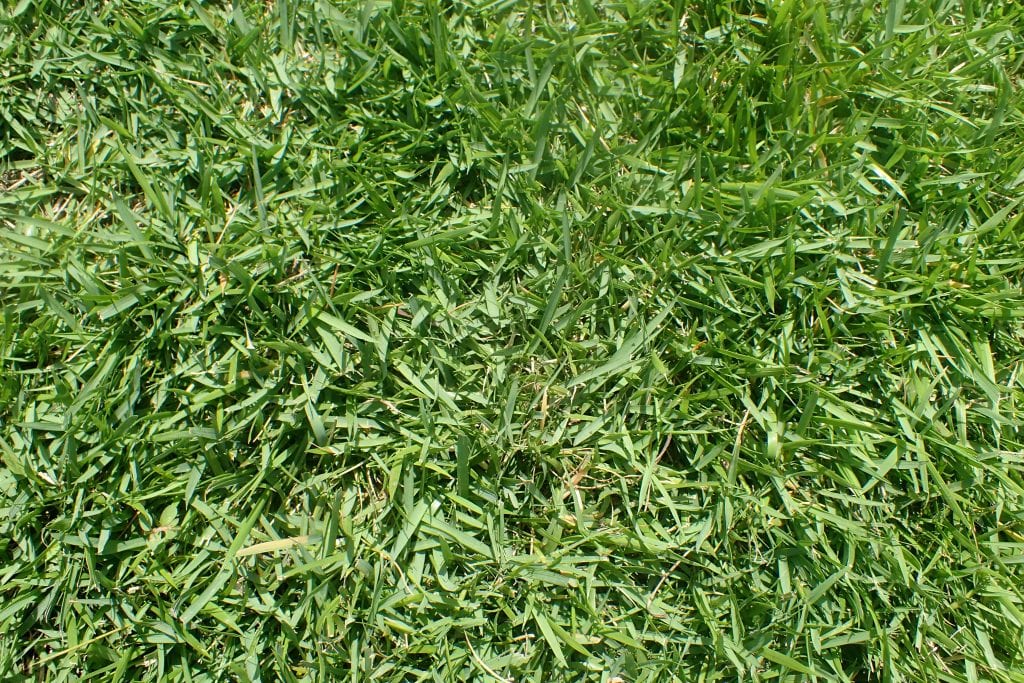 Zoysia japonica: guía de cultivo y cuidados del césped