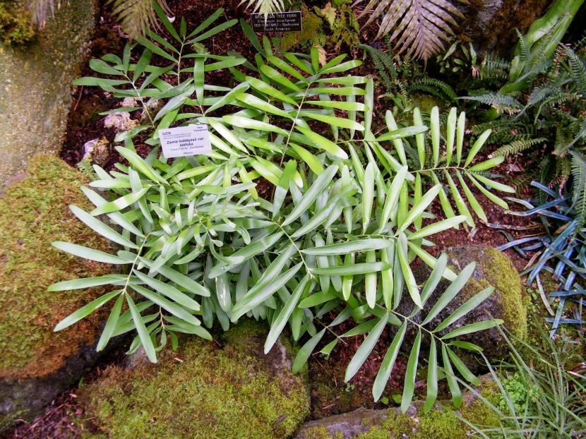 Zamia loddigesii var. latifolia
