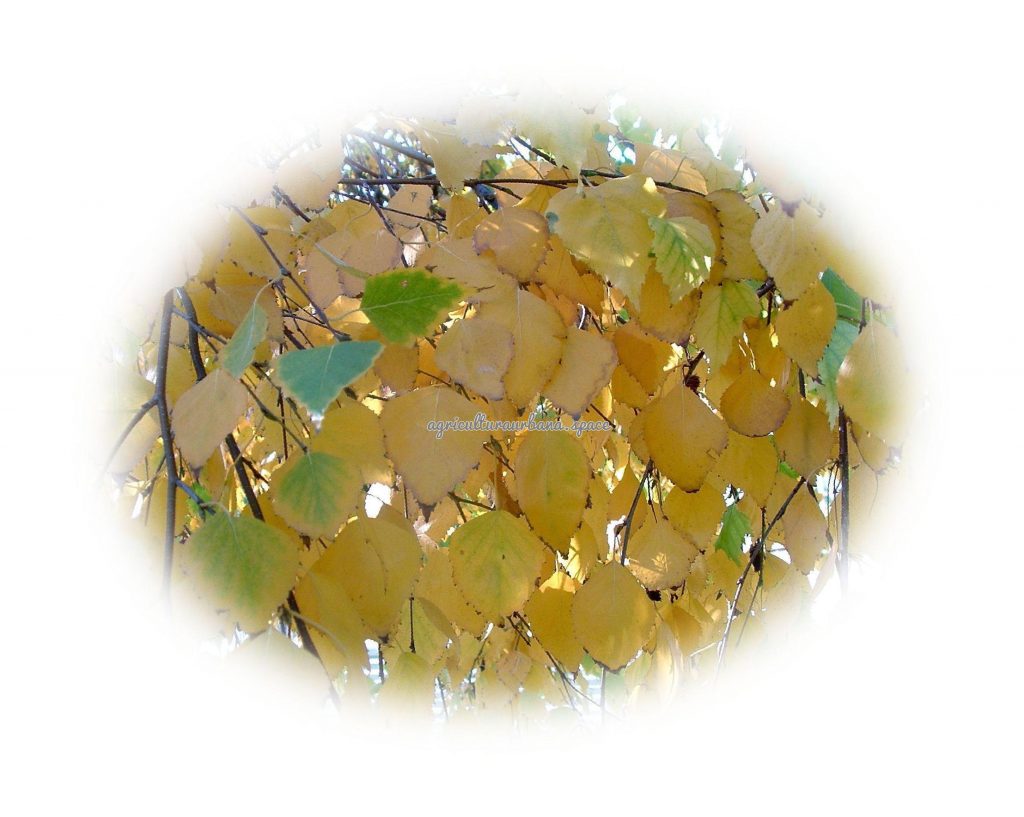 Como plantar  Abedul en tu casa