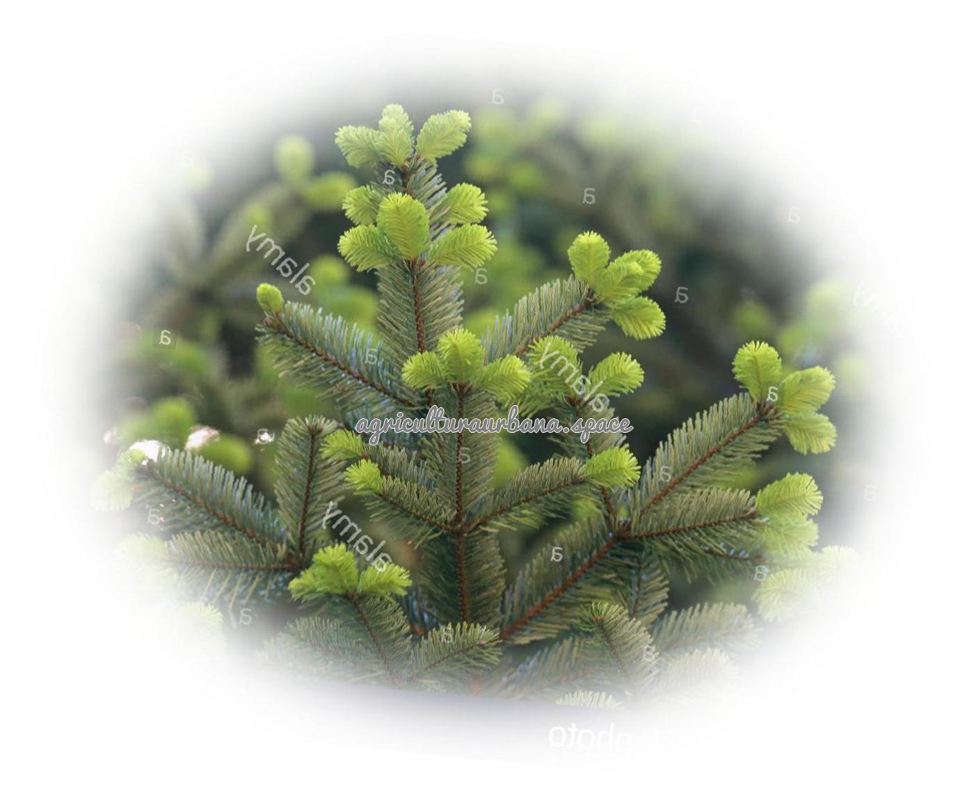 Como plantar  Abeto en tu casa