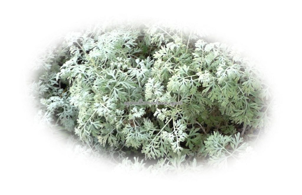 Como plantar  Abrótano Macho en maceta