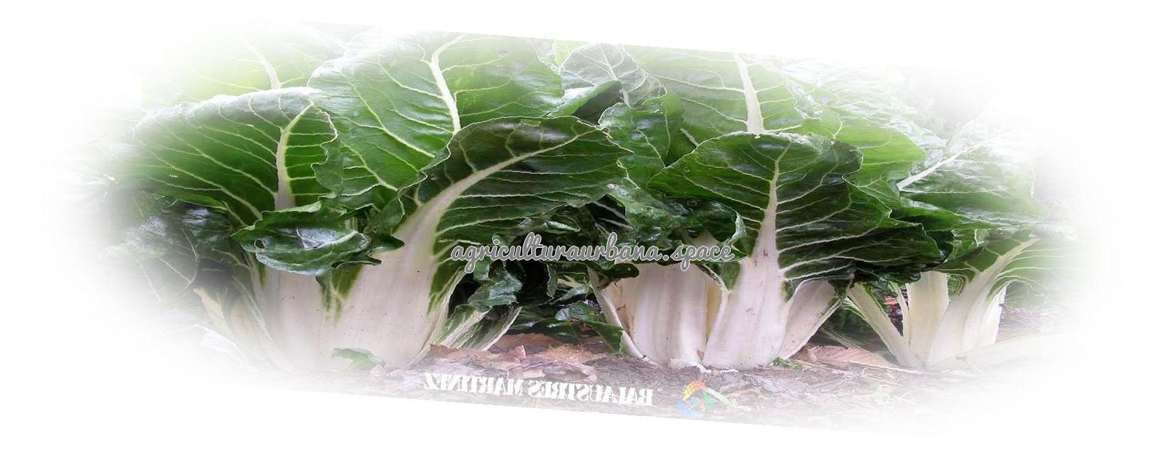 Como sembrar  Acelgas en casa