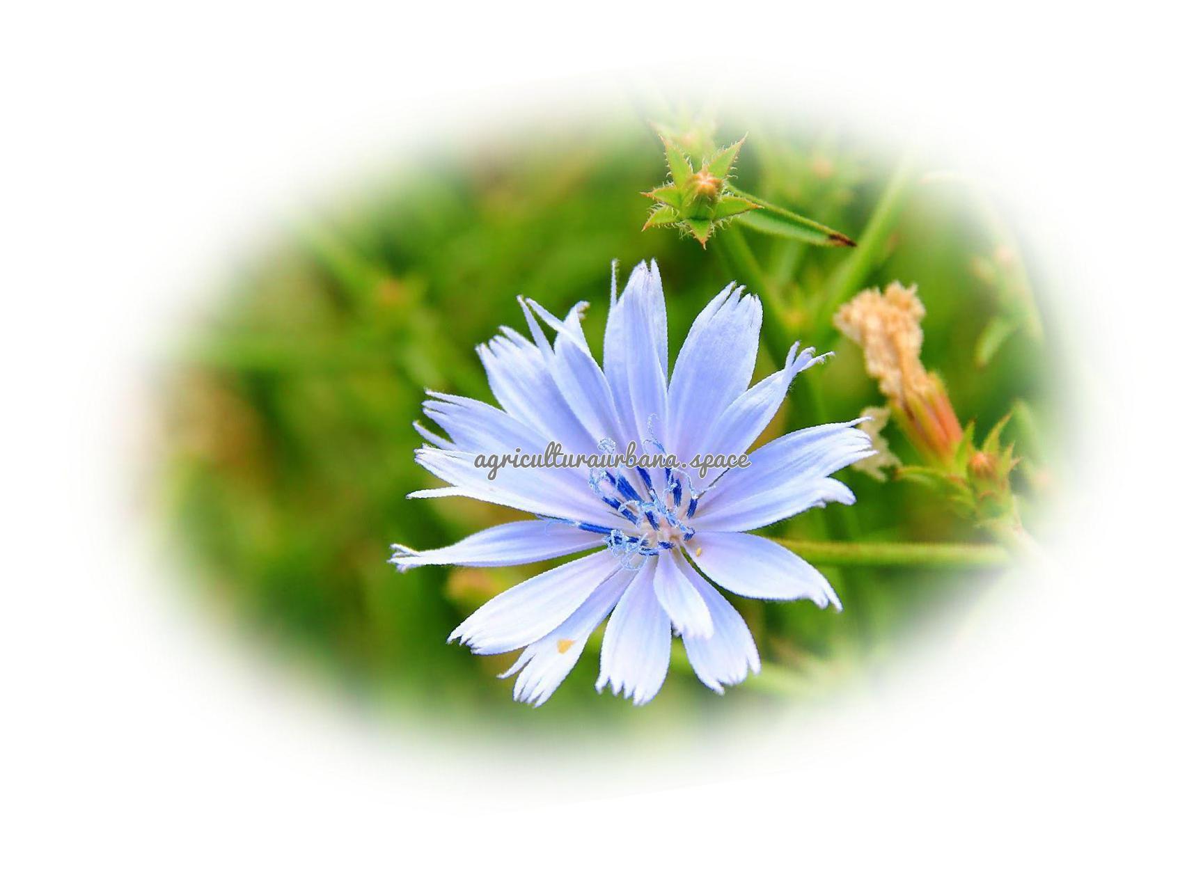 Como sembrar  Achicoria en maceta