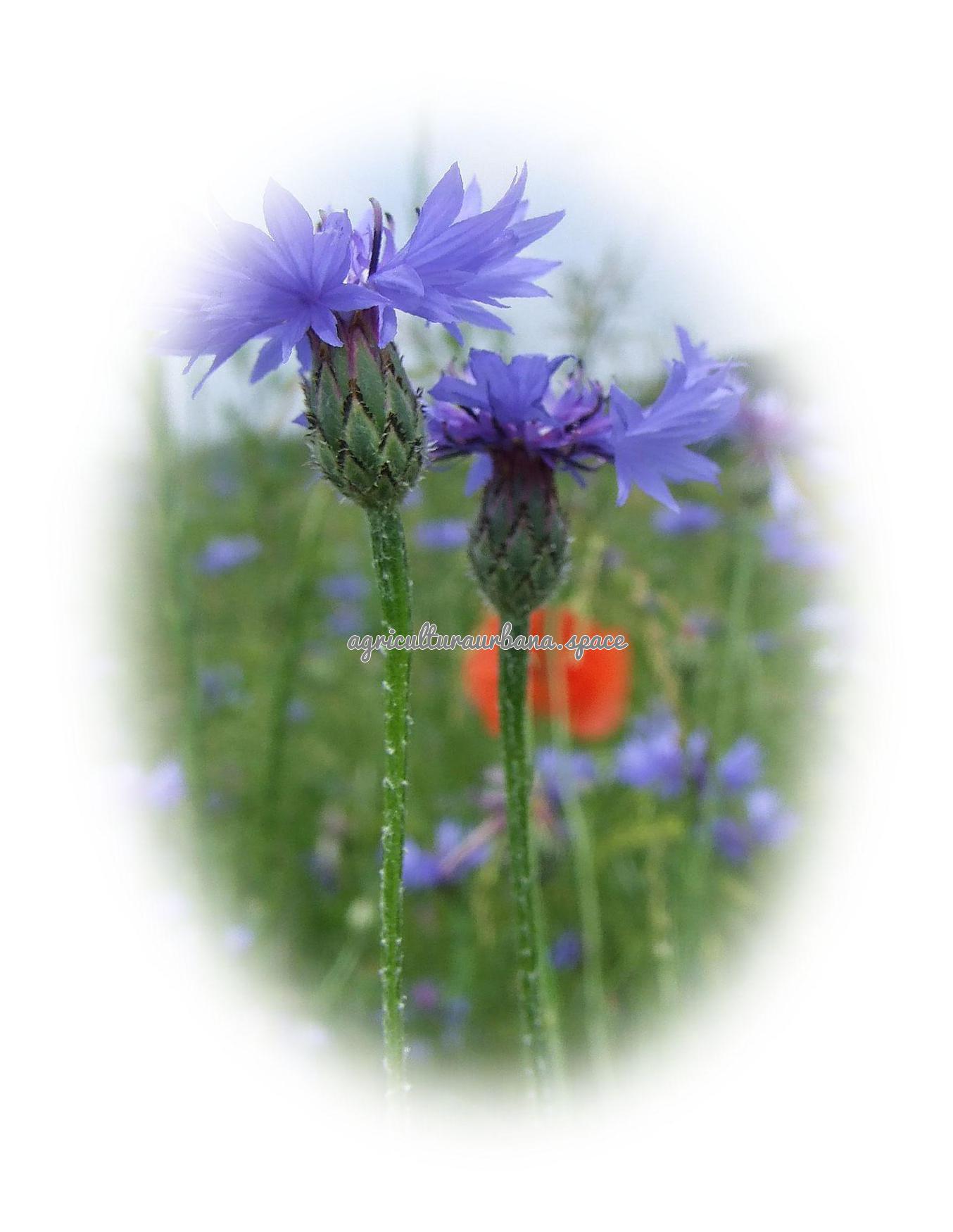 Como cultivar  Aciano en maceta