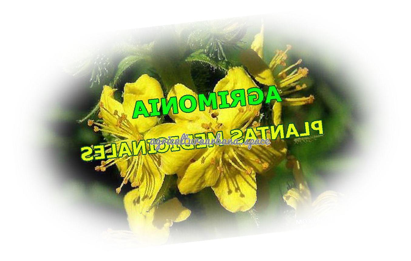cultivar Agrimonia