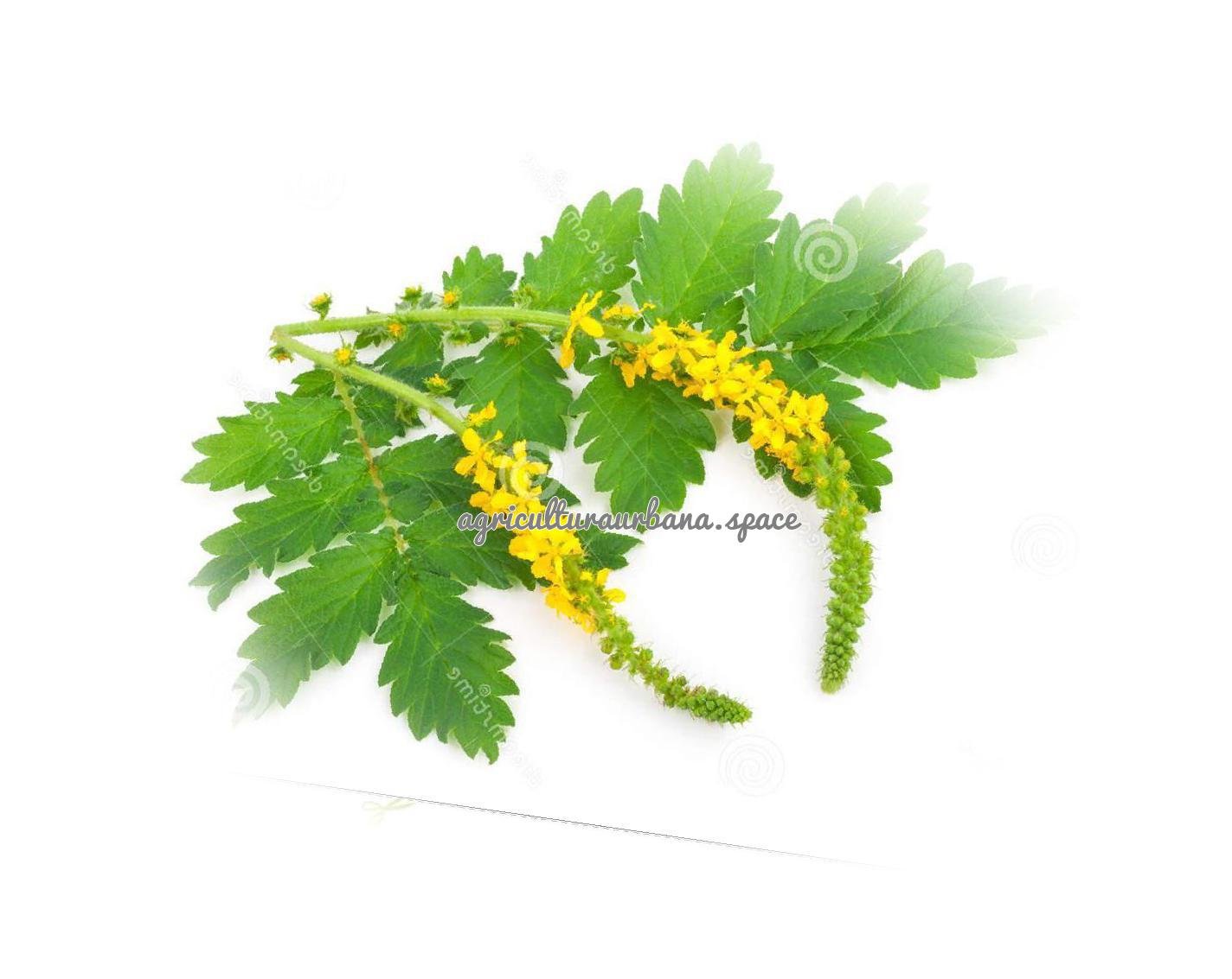 Como sembrar  Agrimonia en tu casa