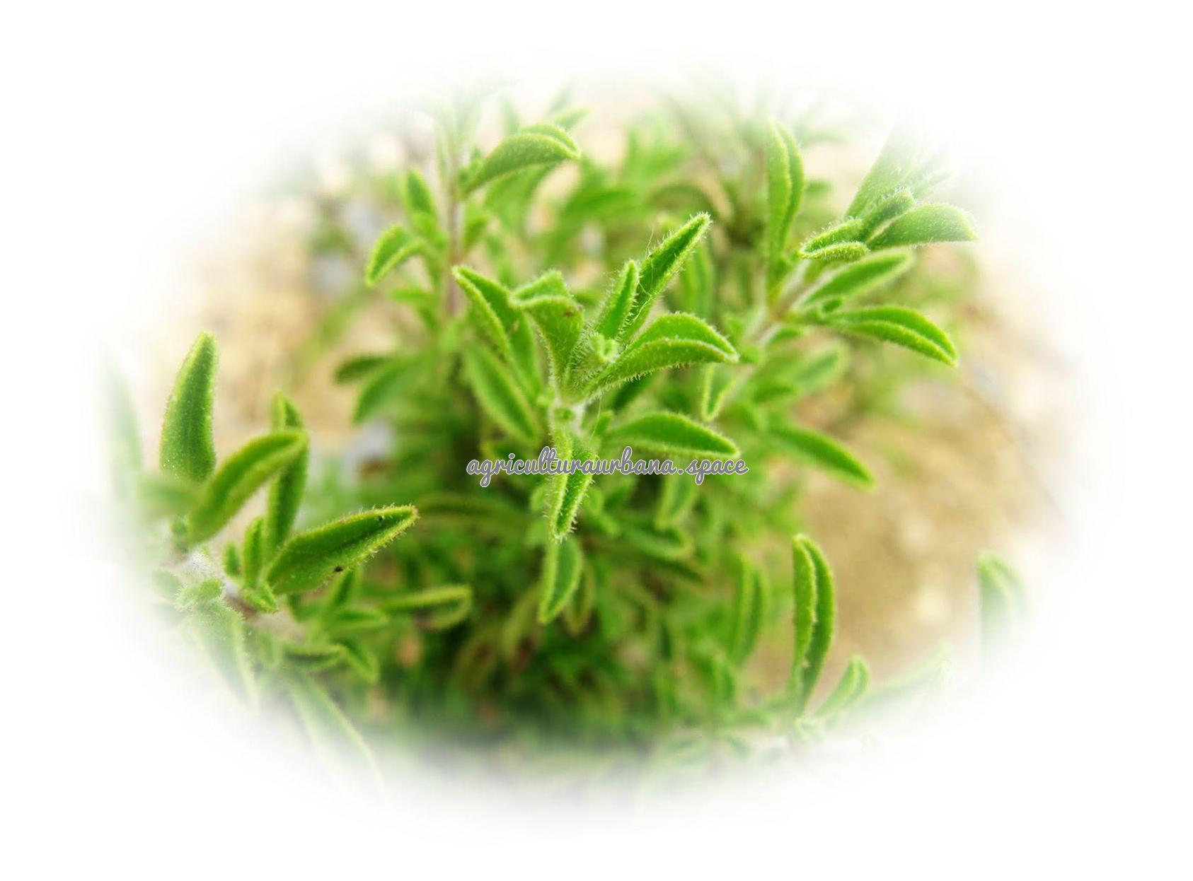 Como plantar  Ajedrea en maceta