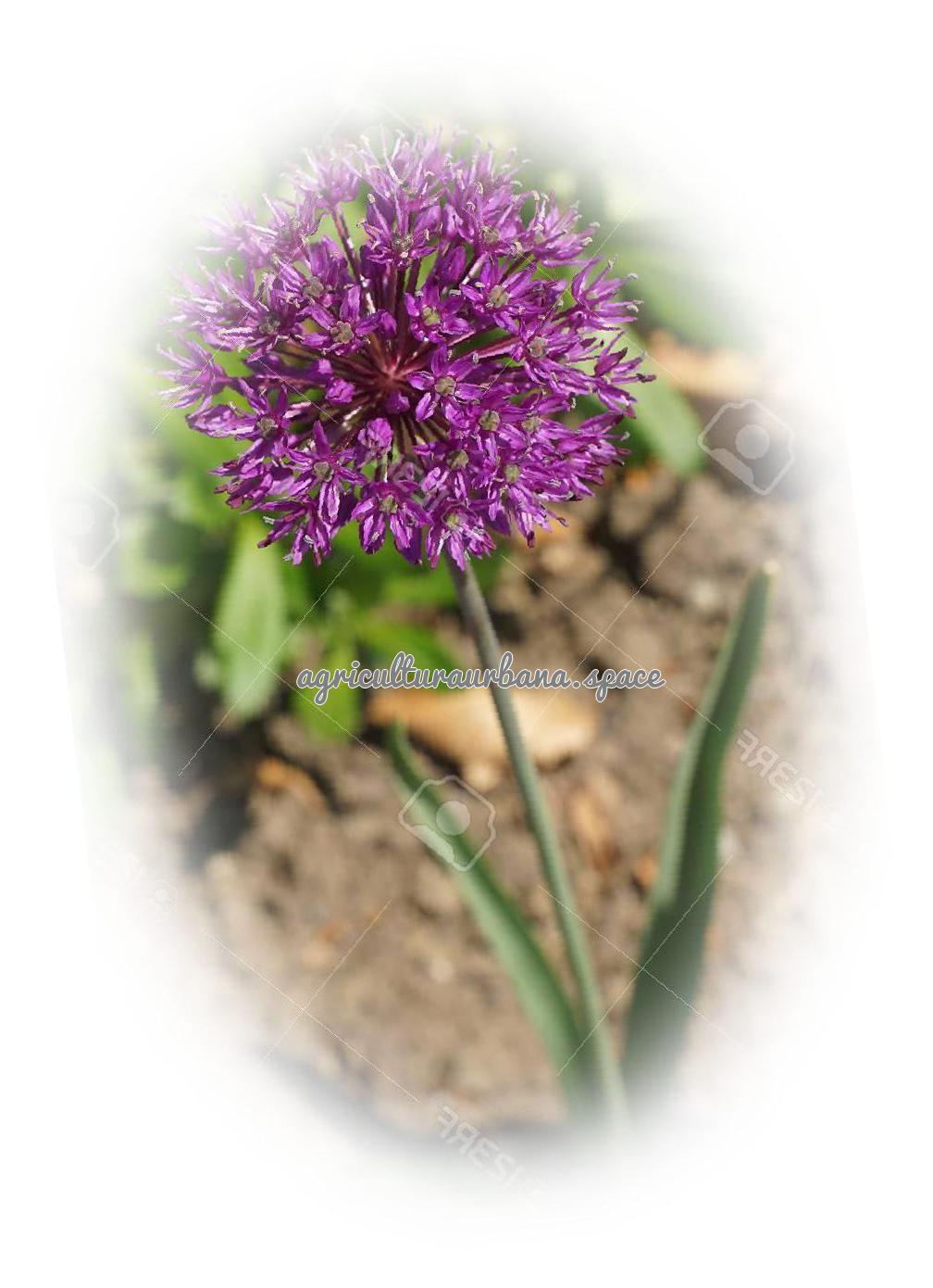 Como plantar  Ajo en tu casa