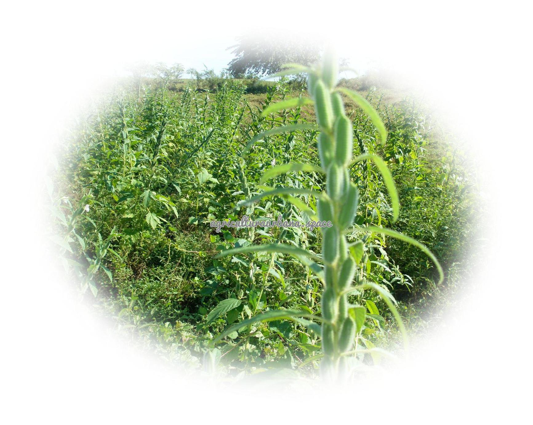 cultivar Ajonjoli