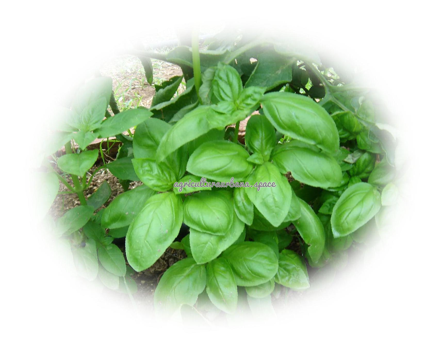 Albahaca