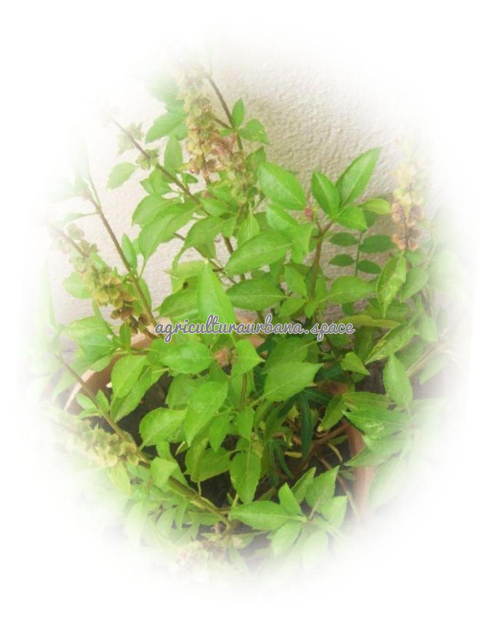 Como cultivar  Albahaca en tu casa