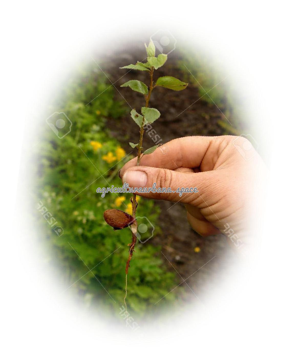 cultivar Albaricoque