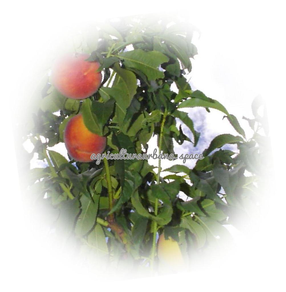 Como cultivar  Albaricoque en casa