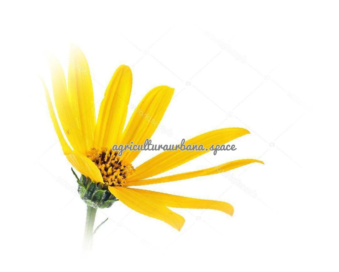 Como plantar  Alcachofa De Jerusalén en casa