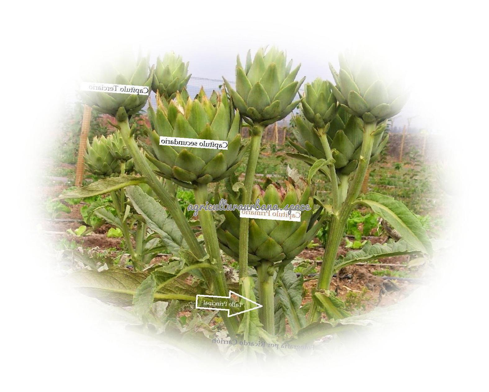 planta Alcachofa