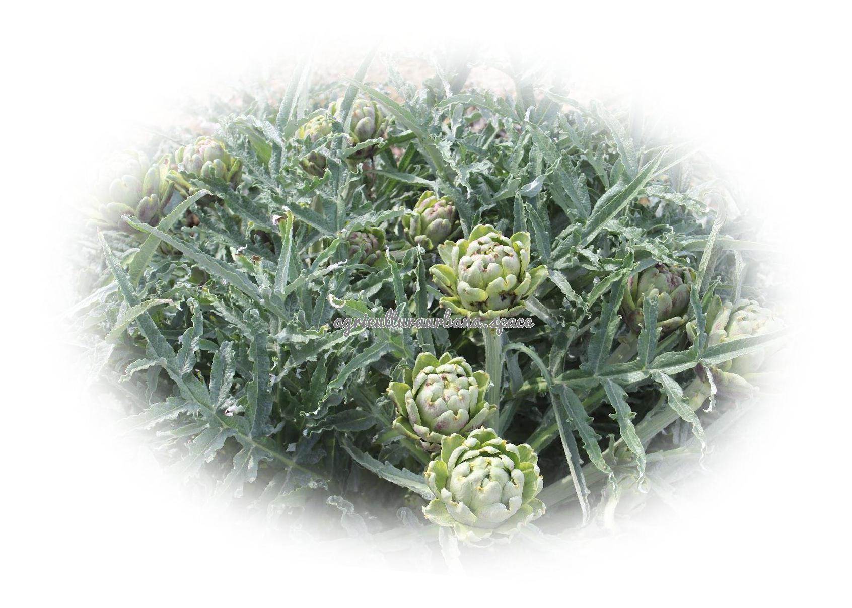 cultivar Alcachofa