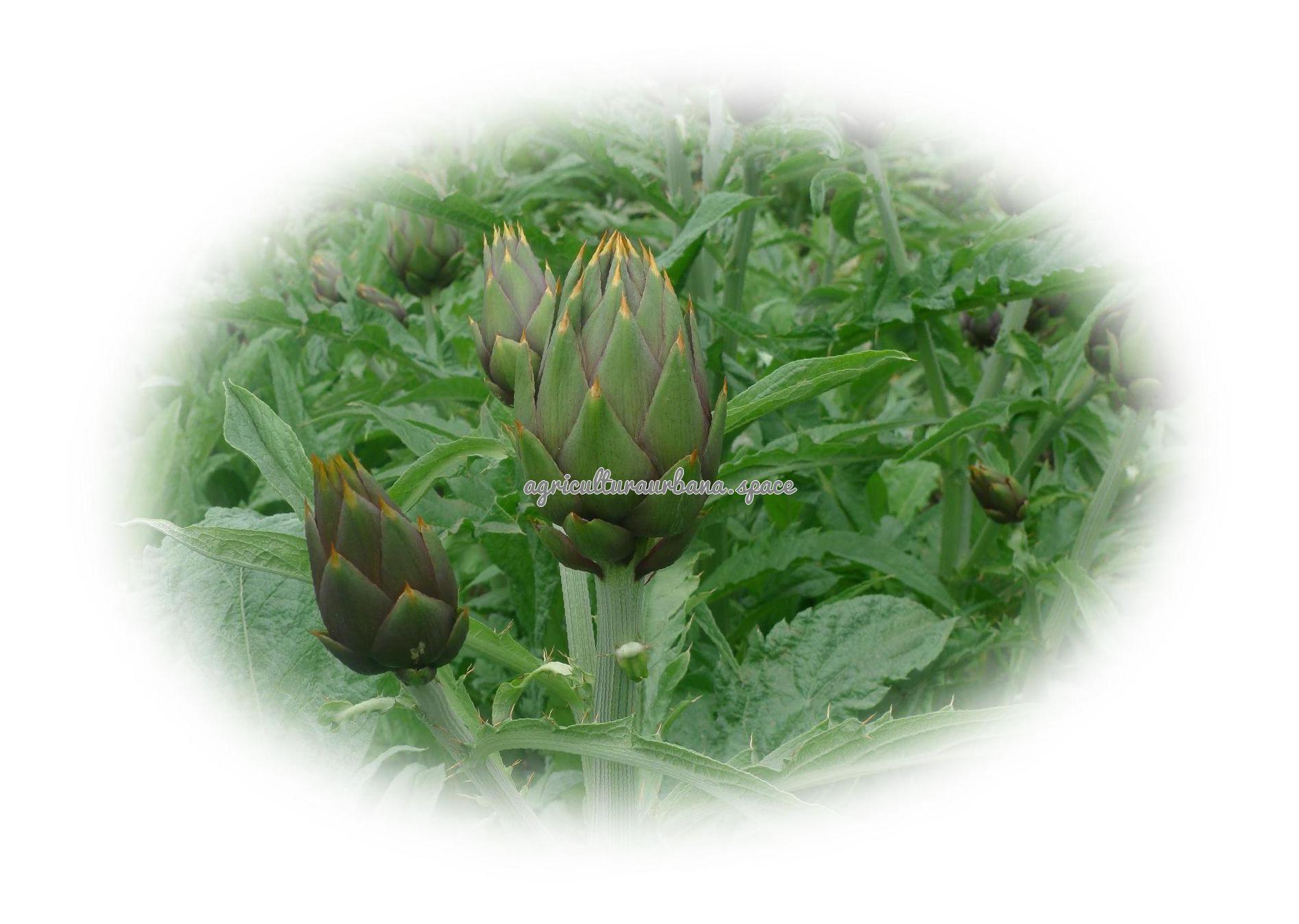 Como plantar  Alcachofa en casa