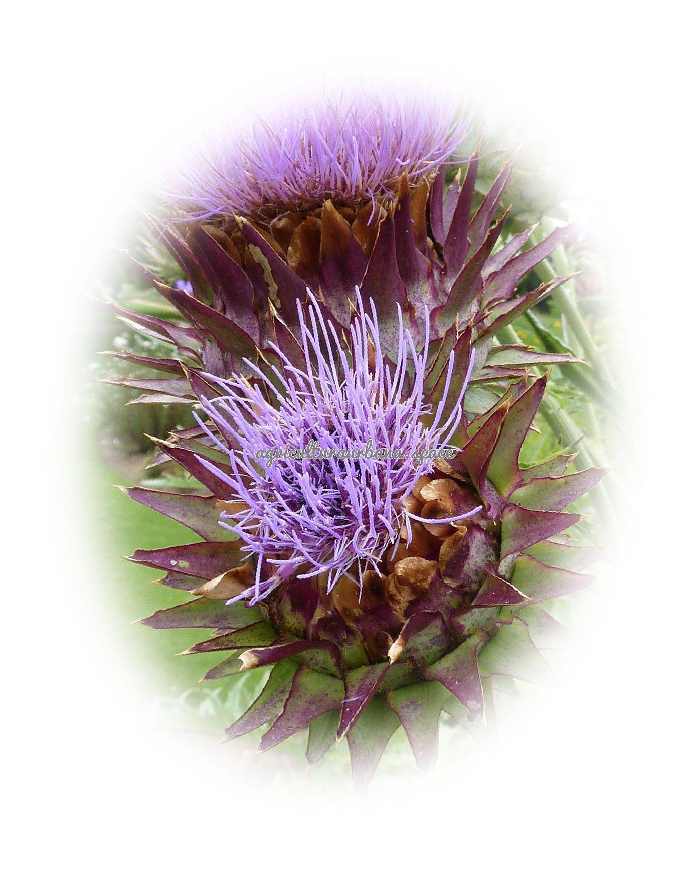 Como cultivar  Alcachofera en tu casa