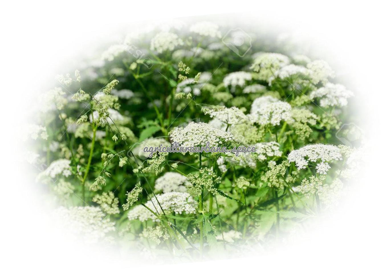 Como plantar  Alcaravea en casa