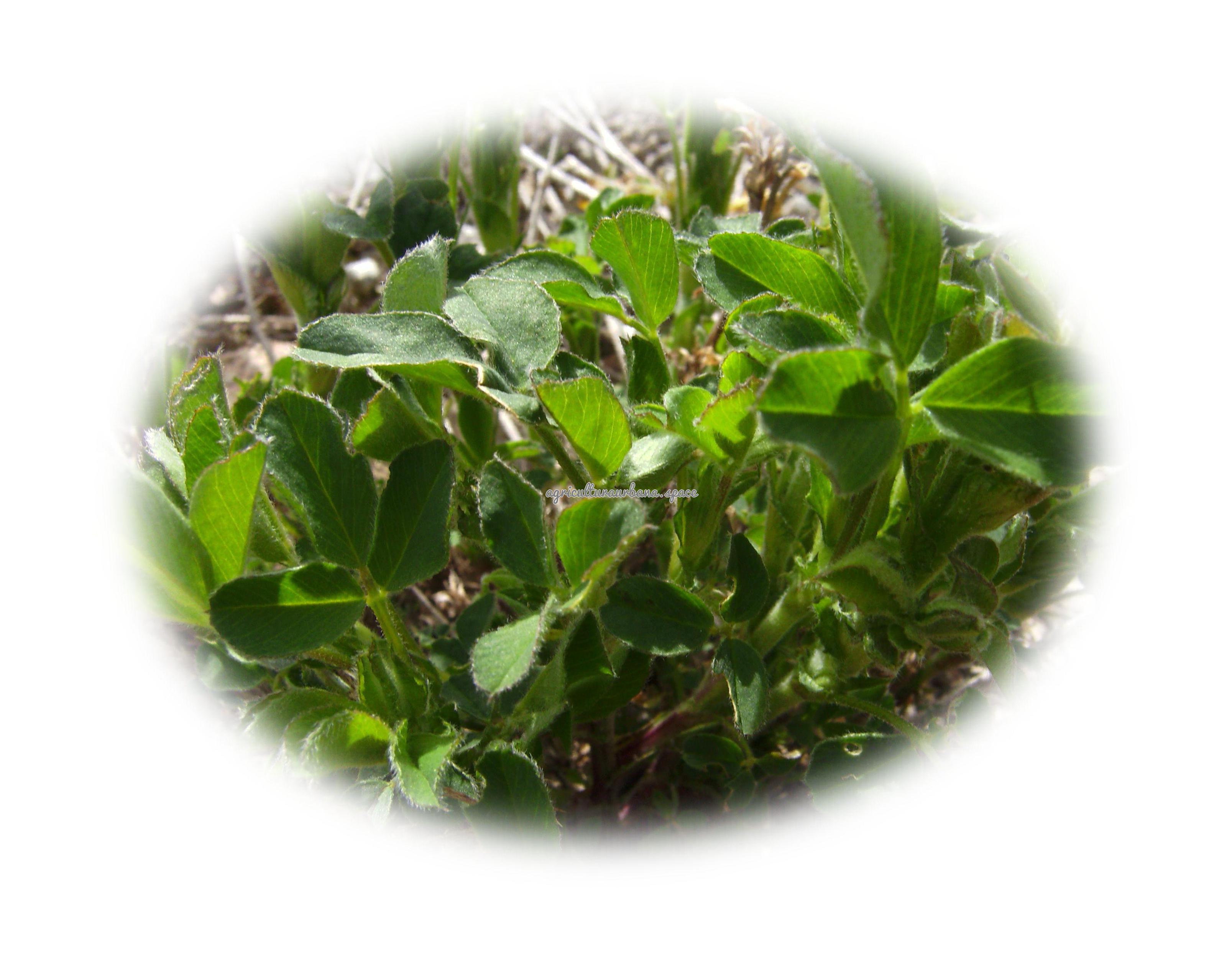 cultivar Alfalfa