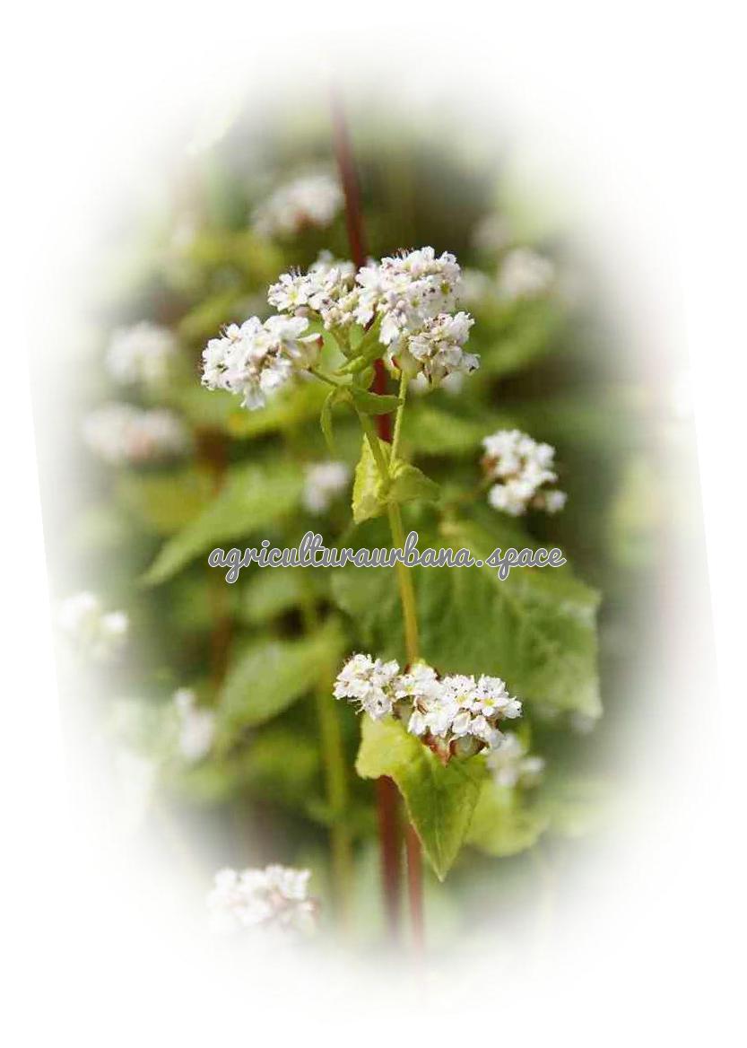 Como plantar  Alforfón en casa