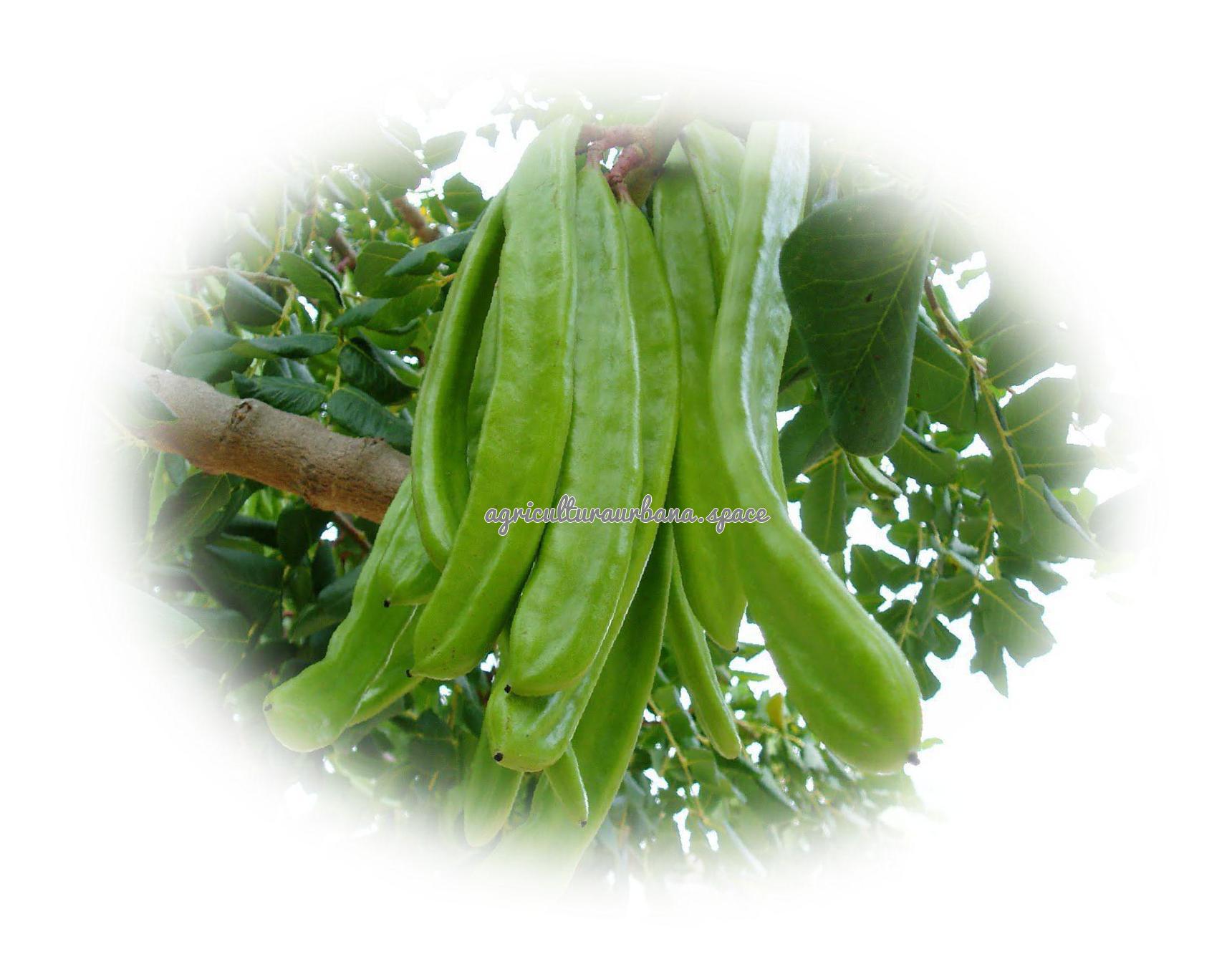 planta Algarroba