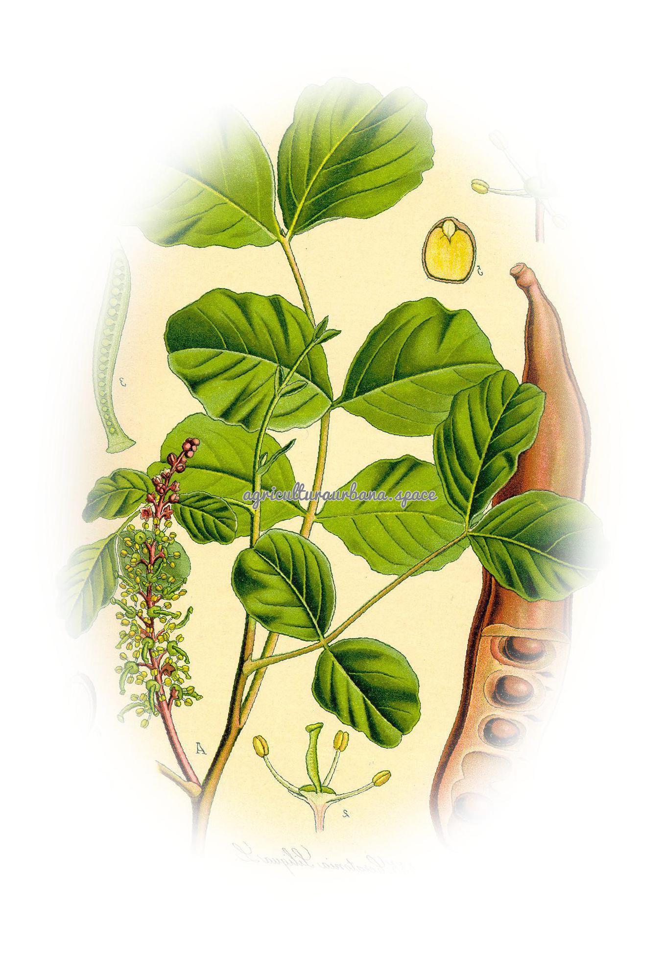 plantar Algarroba