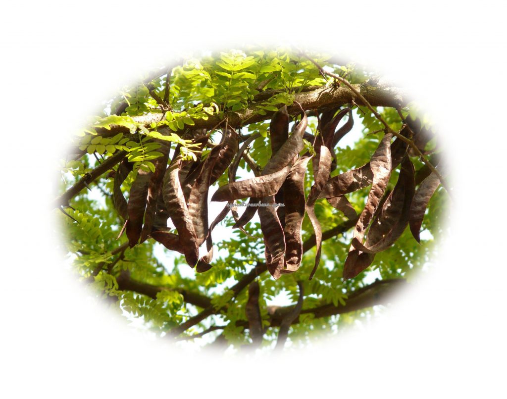 Como plantar  Algarroba en tu casa