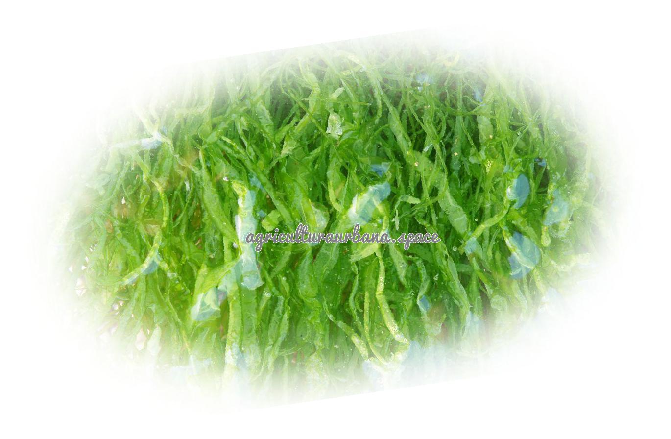 cultivar Algas