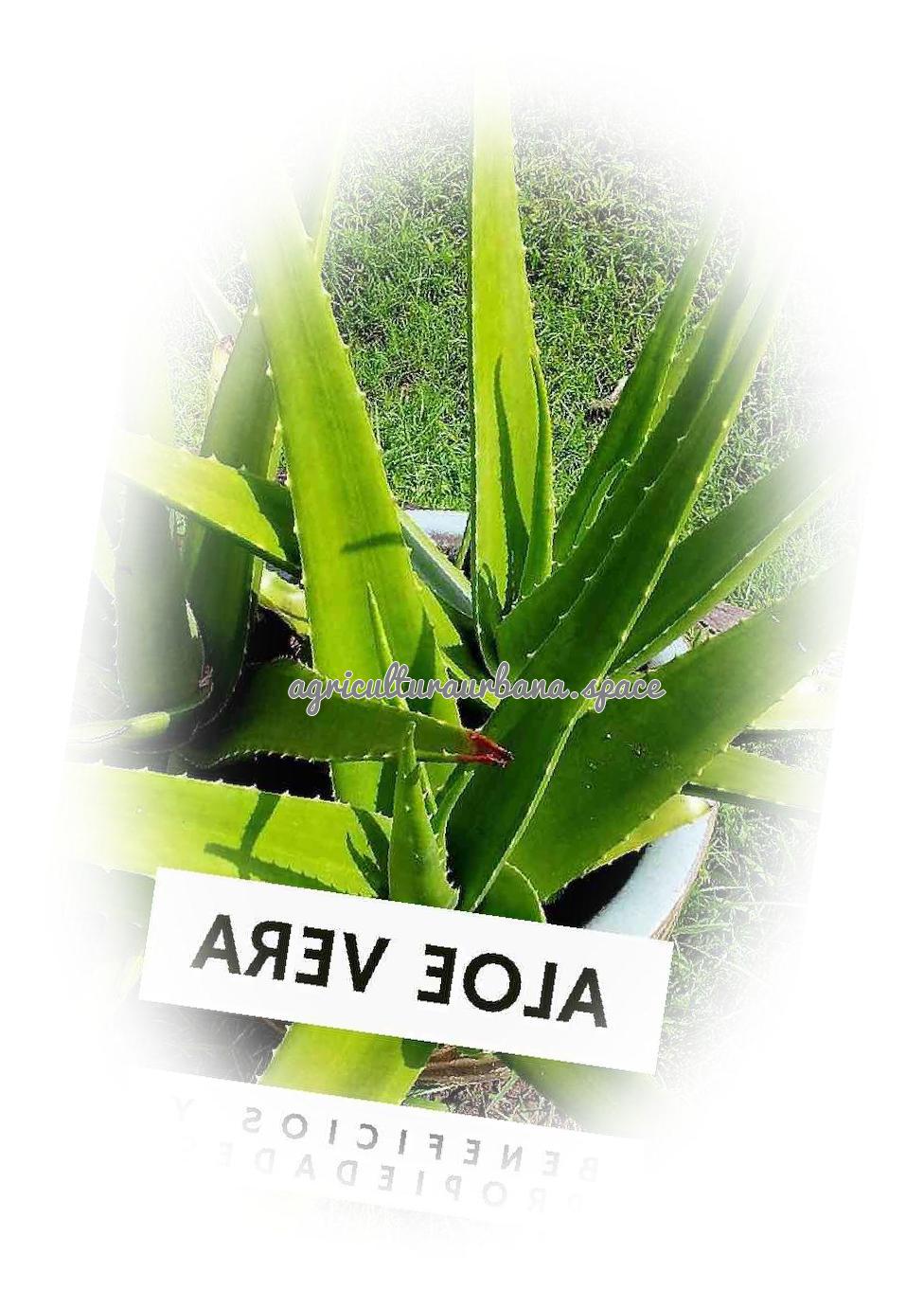planta Aloe-Vera