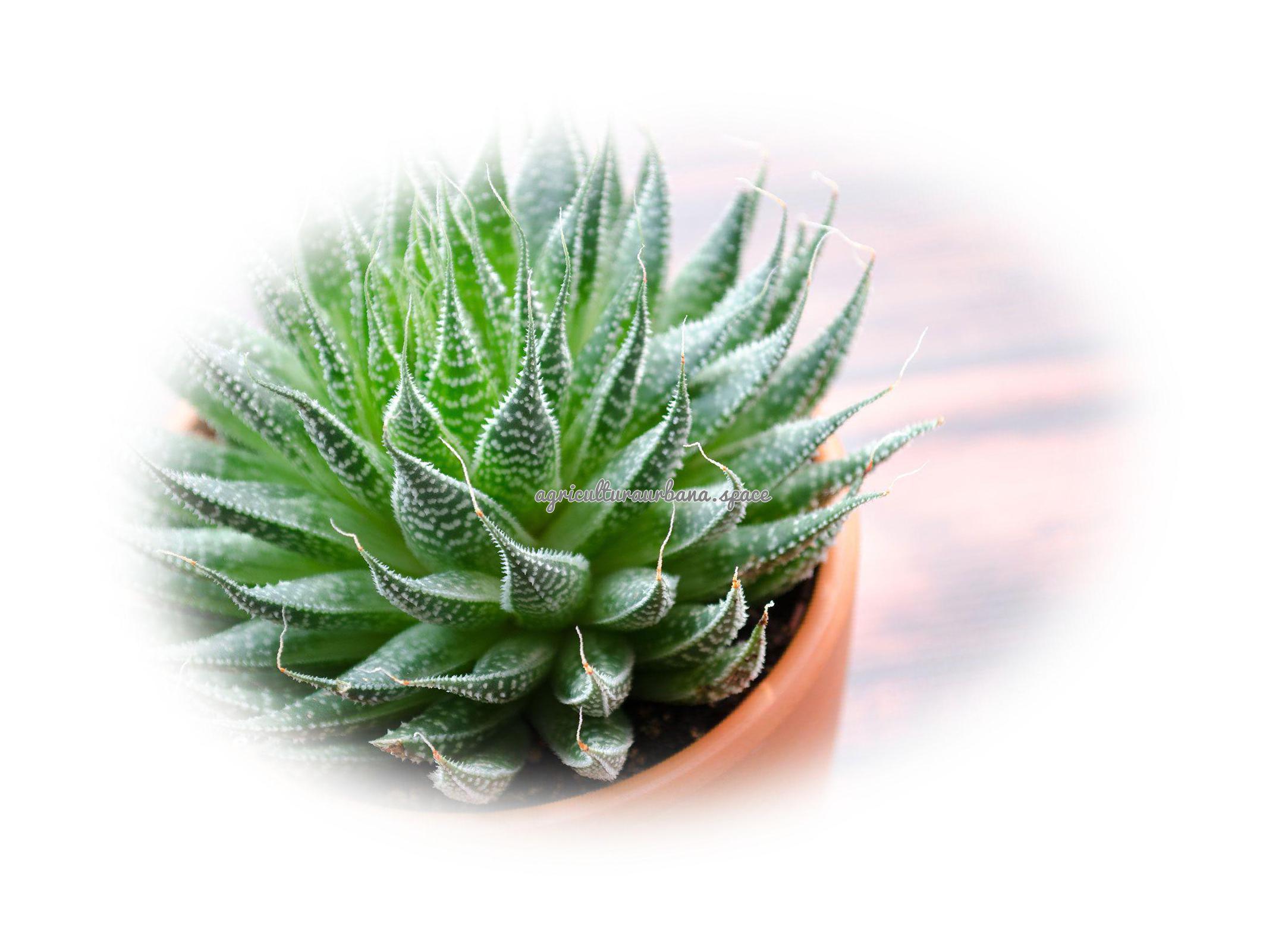 cultivar Aloe-Vera