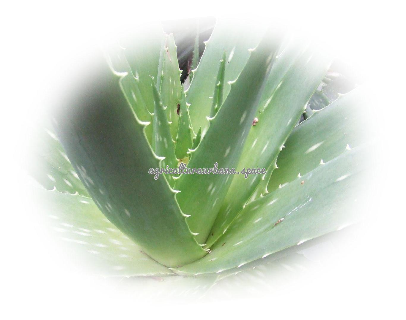 plantar Aloe-Vera