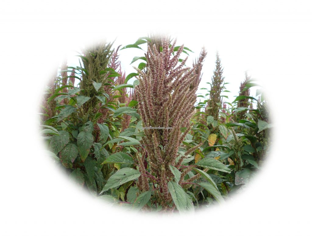 Como cultivar  Amaranto en tu casa