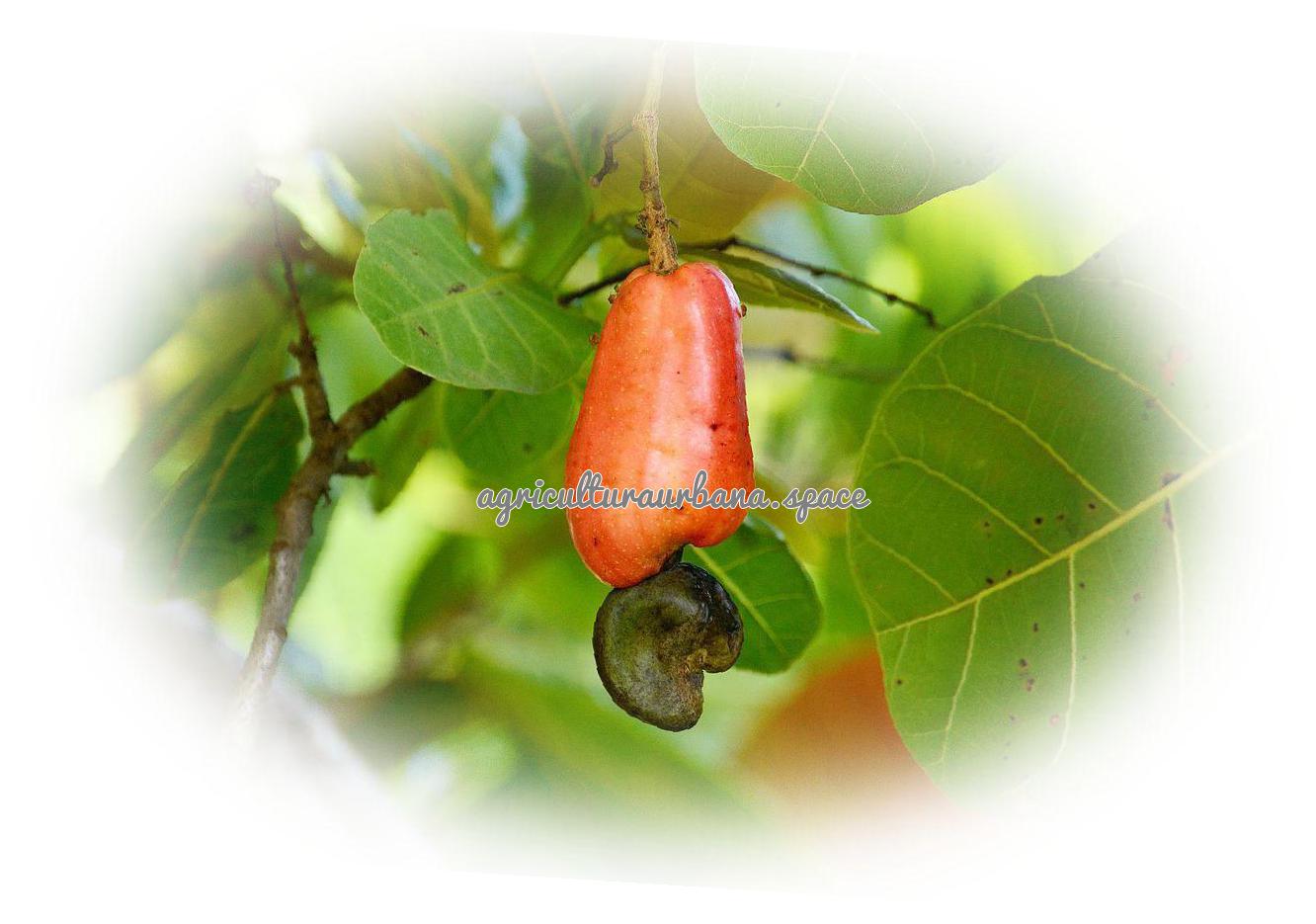 Como cultivar  Anacardos en tu casa