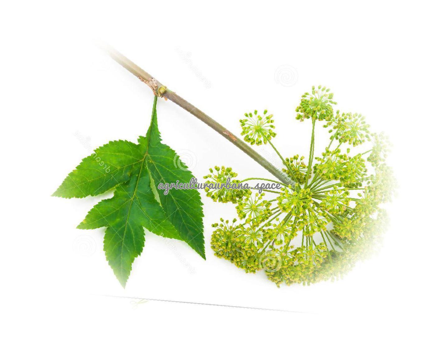 Como plantar  Angelica en maceta