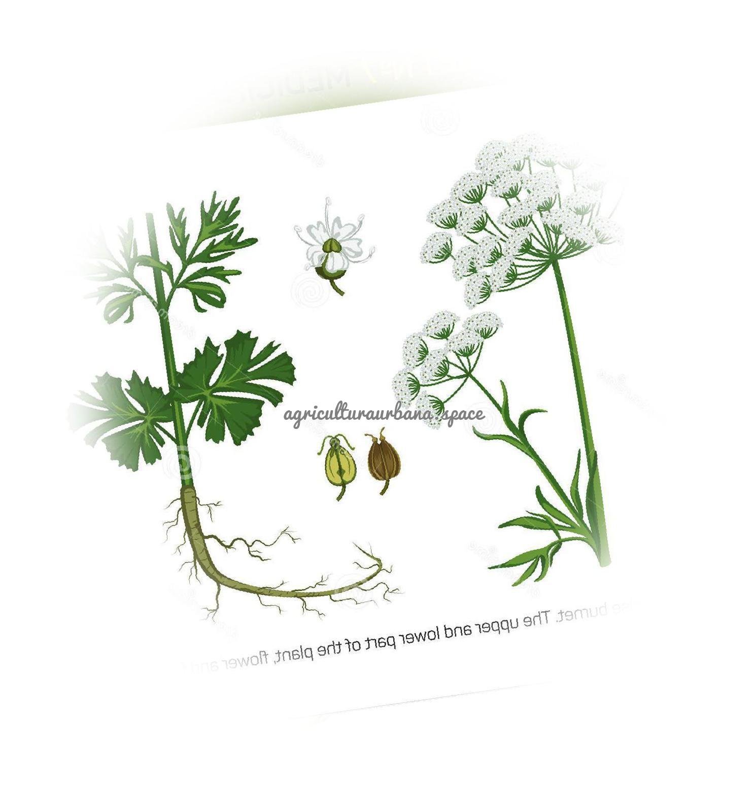 Como cultivar  Anís en casa