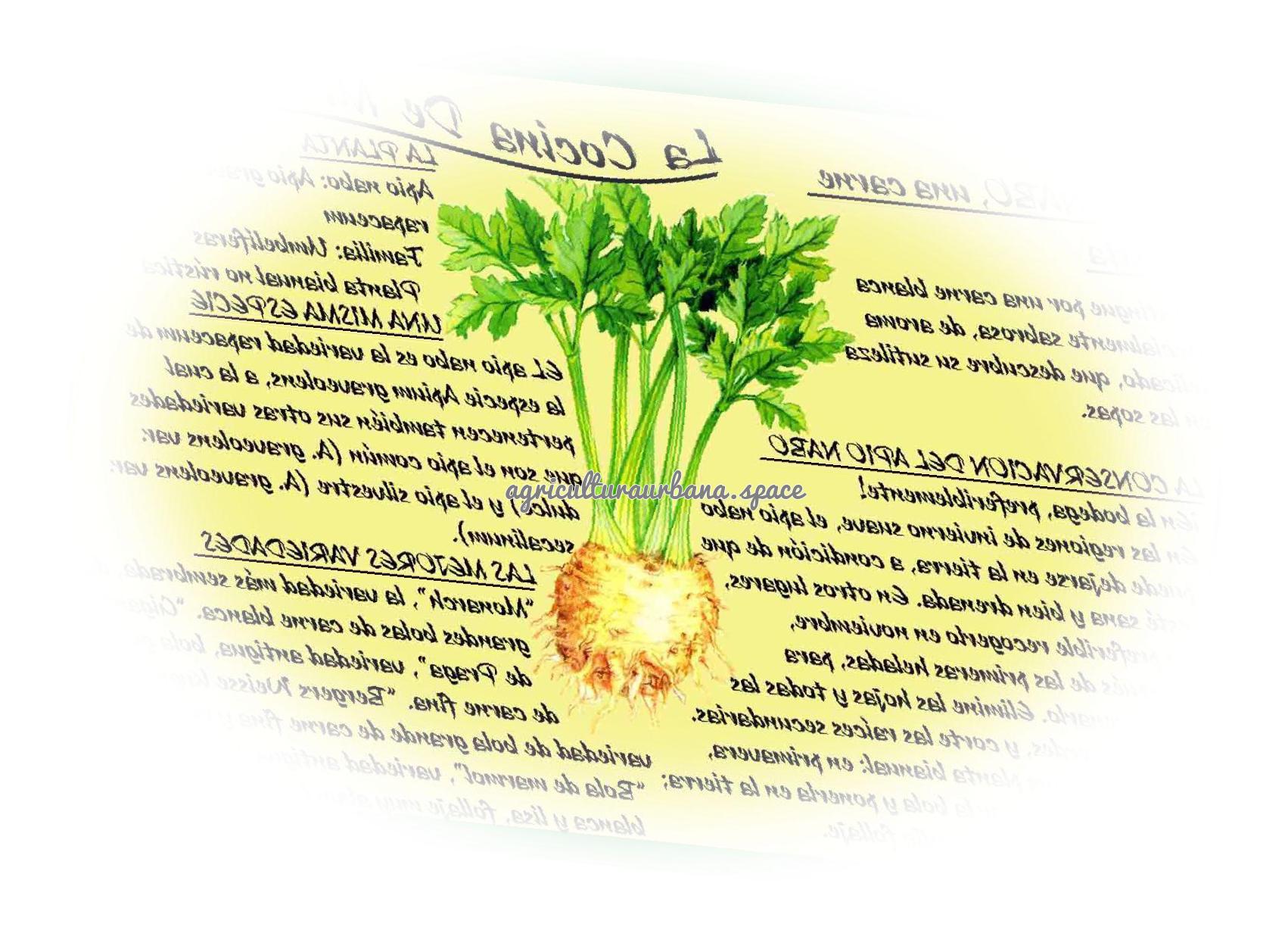 Como plantar  Apioapionabo en tu casa