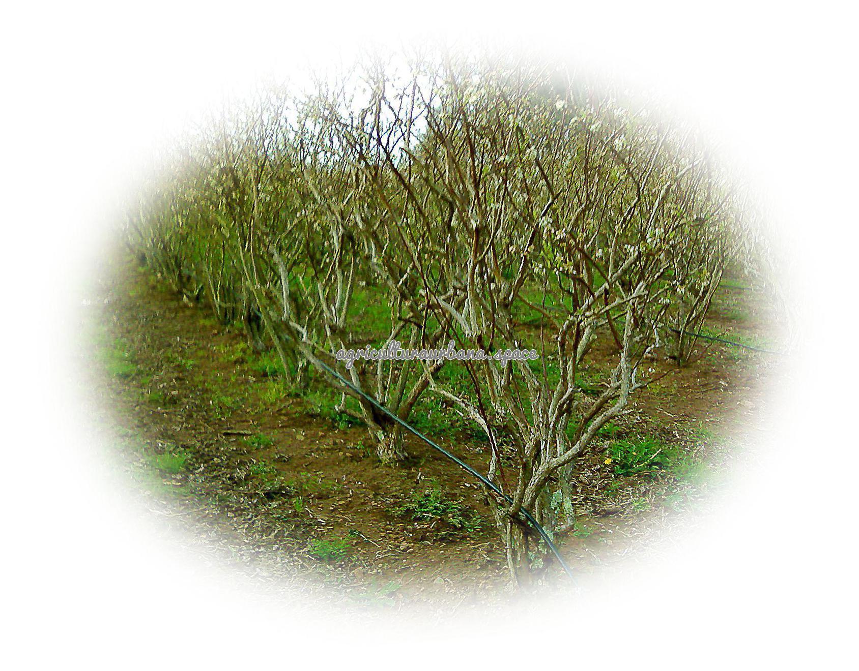 Como sembrar  Arándanos en casa