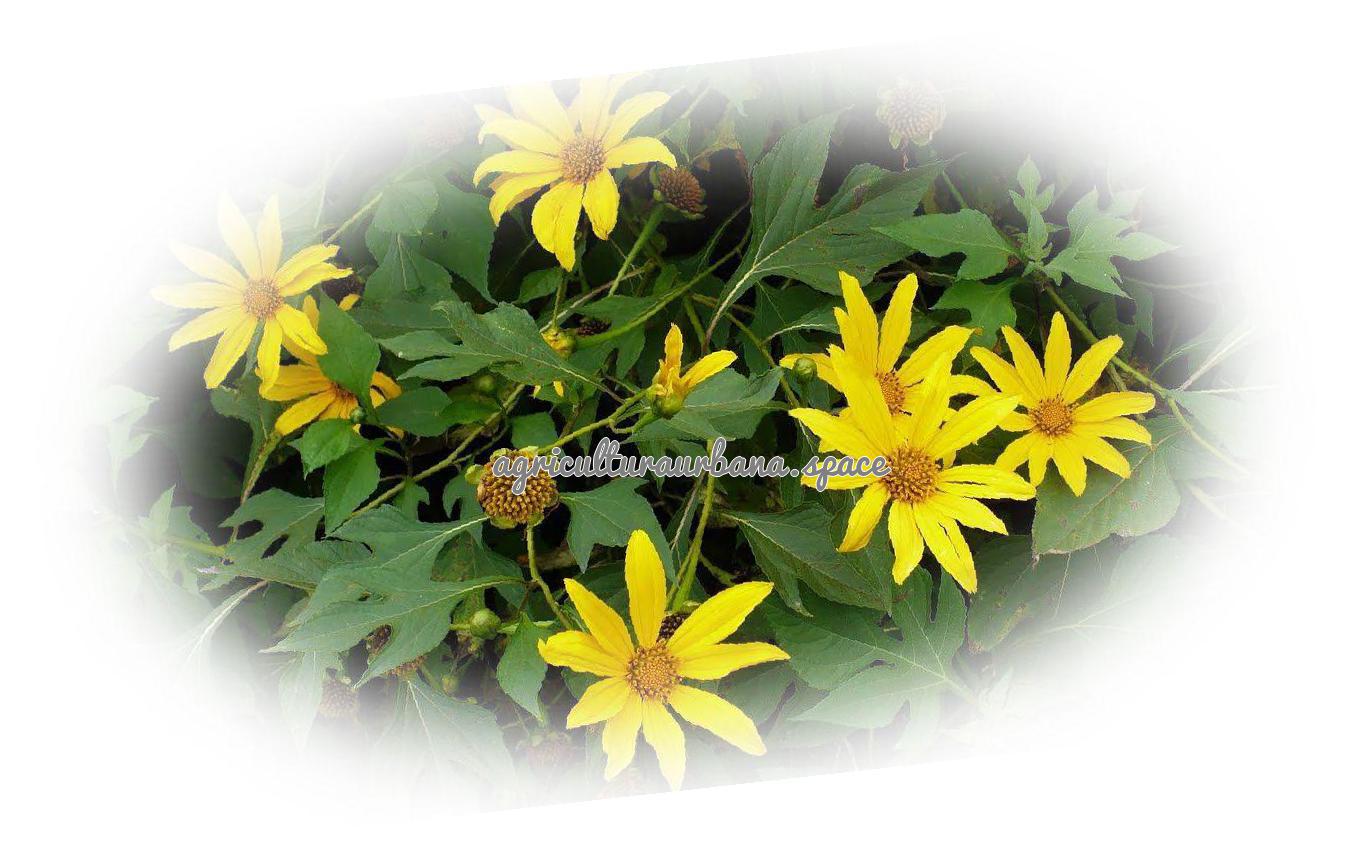 planta Arnica