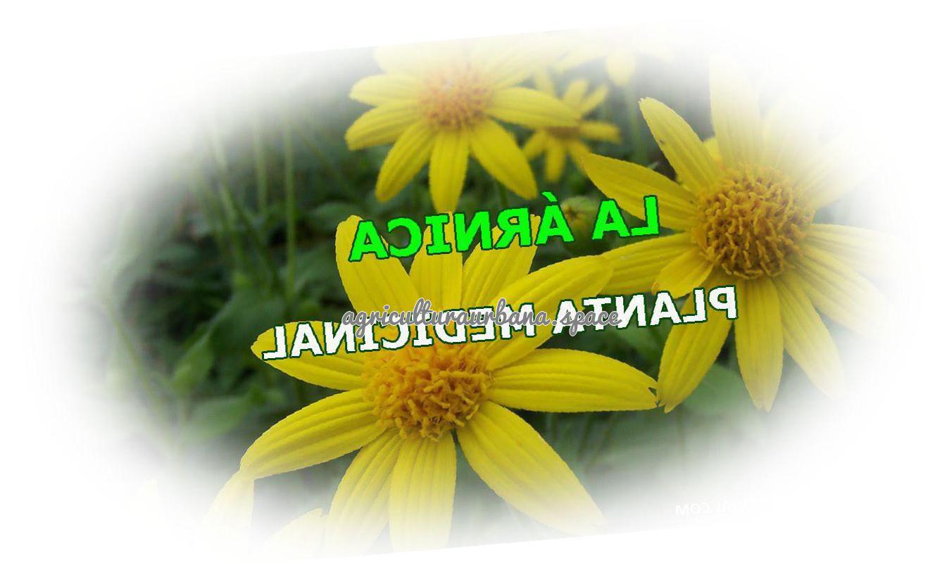 Arnica