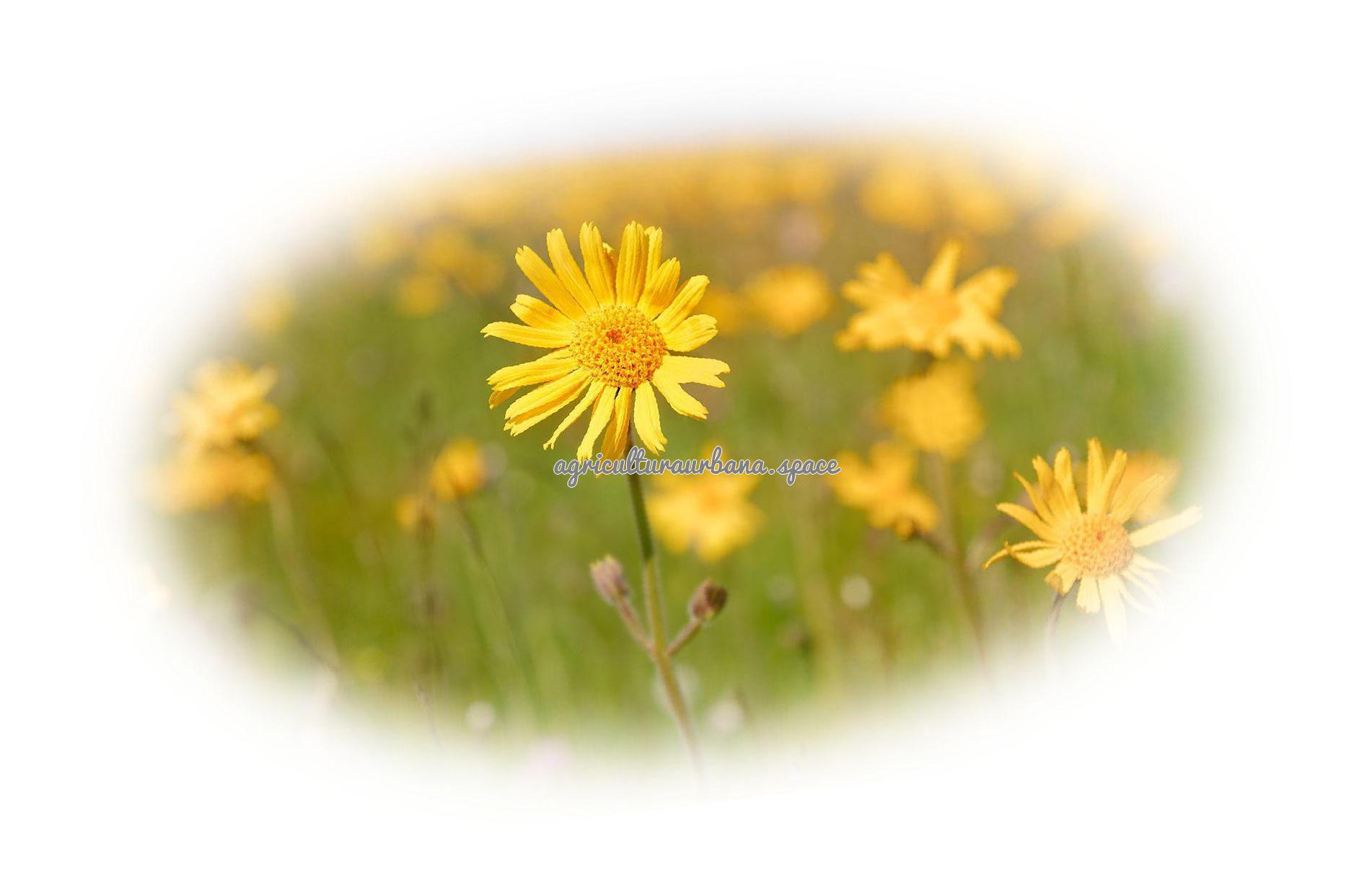 Como cultivar  Árnica en casa