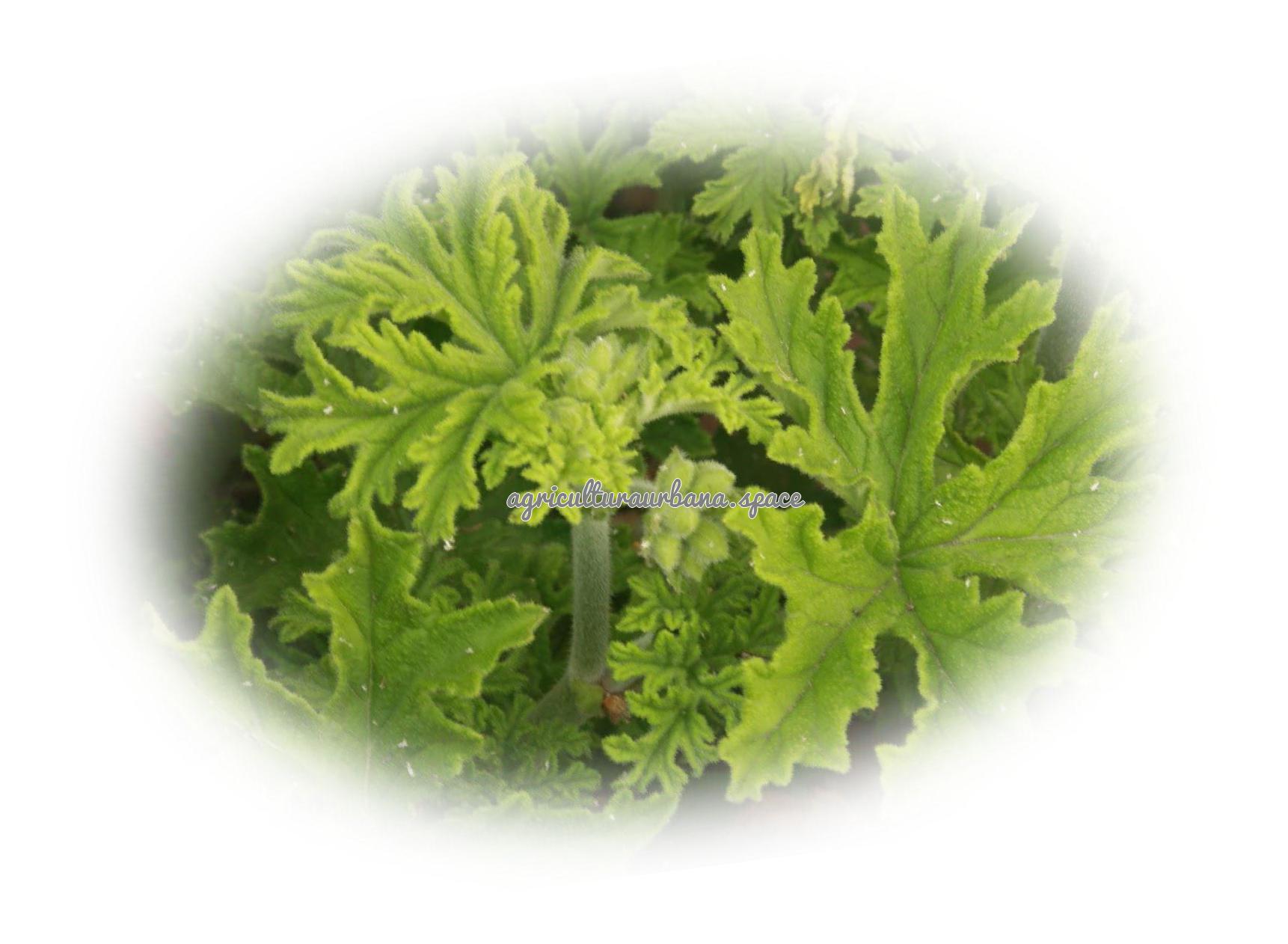 Como cultivar  Artemisa en casa