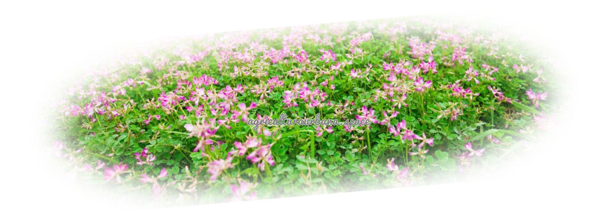 Como plantar  Astragalo en maceta